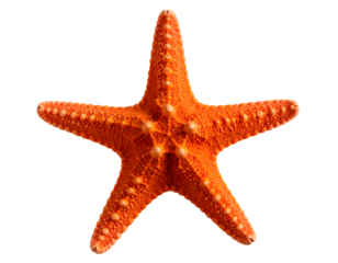 An exquisite orange sea star with fascinating textured skin presents its iconic symmetrical shape.