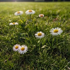 Sun flower in a garden