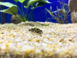 Adorable Pea Puffer Fish in a Freshwater Aquarium