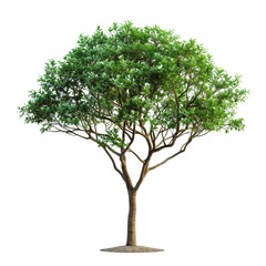 A lush green tree with a wide canopy and a sturdy trunk.