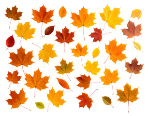 An artistic arrangement of diverse autumn leaves in warm hues, celebrating the essence of fall.