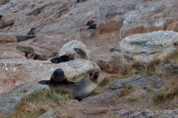 australian fur seal