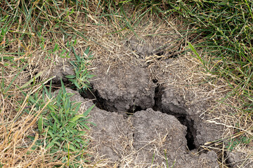 Dead spot in lawn with ground cracking. Drought, water conservation, restrictions and lawncare concept.