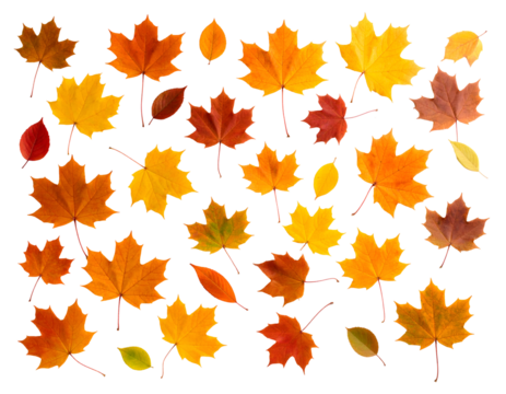 An artistic arrangement of diverse autumn leaves in warm hues, celebrating the essence of fall.