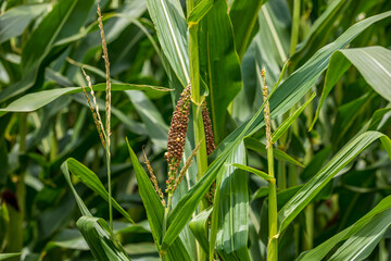 Ear tassel growing on corn tiller. Corn plant damage, farming and agriculture concept.