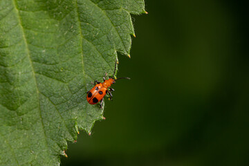 Six-Spotted Neolema leaf beetle on wildflower plant. Insect and wildlife conservation, habitat...