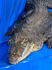 Large Crocodile on Blue Tarp, Head and Body