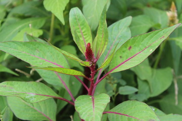 Amaranth, Celosia argentea or the Amaranthus viridis