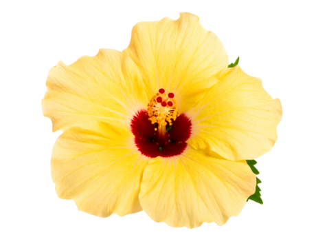 A beautiful yellow hibiscus flower with a rich red core stands out with its bright and cheerful petals.