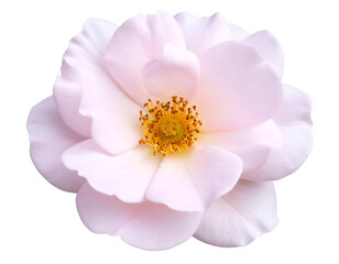 Soft pink petals unfurl gracefully around a vibrant golden heart, showcasing natural beauty