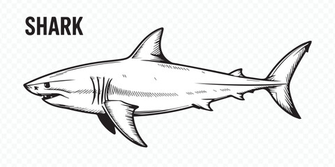 realistic shark silhouette vector file for underwater graphics, aquatic artwork, logo design, wildlife projects and educational use