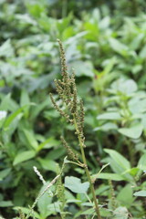 Amaranth, Celosia argentea or the Amaranthus viridis