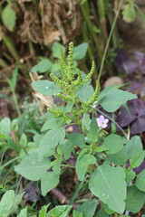 Amaranth, Celosia argentea or the Amaranthus viridis