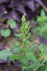 Amaranth, Celosia argentea or the Amaranthus viridis
