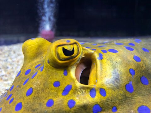 Close-up of Blue-Spotted Stingray Eye and Spiracle
