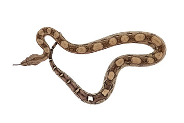 Young Boa Constrictor Seen from Above on White Background