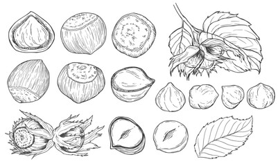 Hand drawn nuts set. Hazelnuts sketch. Peeled kernels and in shell. Engraving style vector illustration