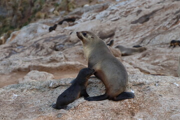 Fototapeta premium australian fur seal
