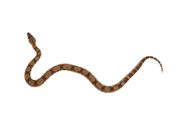 Young Boa Constrictor Slithering on White Background – Top View of Ghost Morph Snake