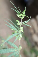Parthenium hysterophorus, Congress grass, carrot grass or Santa Maria feverfew