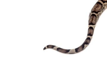 Close-up of anery boa imperator tail on white background