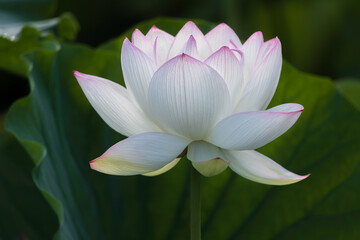 lotus