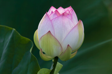 lotus