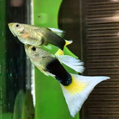 Two Yellow and Black Tail Guppy Fish in Aquarium