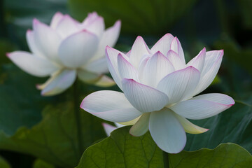 lotus