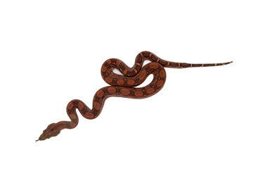 Close-up of baby blood boa constrictor slithering with tongue out on white background