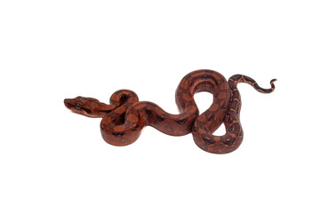 Close-up of baby blood boa constrictor slithering on white background