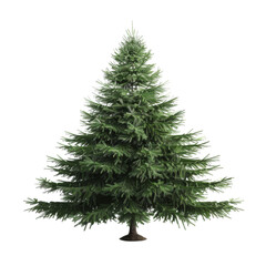 Fototapeta premium Lush green pine tree with dense, symmetrical branches and natural needle foliage.