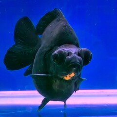 Black Moor Goldfish with Telescopic Eyes in Aquarium