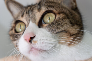 Fototapeta premium ねこ