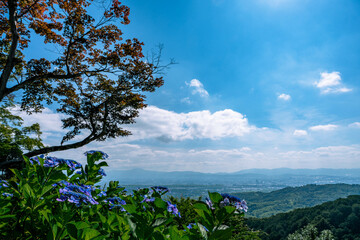善峯寺からの紫陽花と眺望