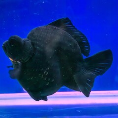 Black Moor Goldfish Swimming in a Blue Aquarium