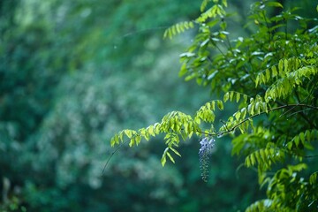 雨上がりの森に咲く藤の花