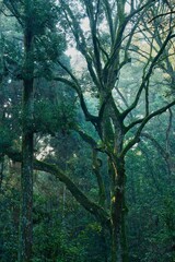 苔むした大樹と深い森