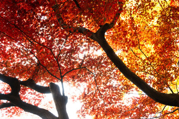 紅葉