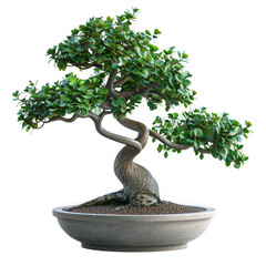 Elegant bonsai tree in a grey pot on black background artistic plant display