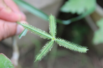 Dactyloctenium aegyptium, commonly known as Egyptian crowfoot grass or Durban crowfoot grass