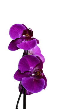 orchidea  viola