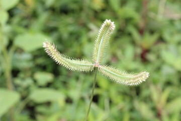 Dactyloctenium aegyptium, commonly known as Egyptian crowfoot grass or Durban crowfoot grass