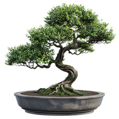 Lush green bonsai tree in a gray pot intricate roots visible