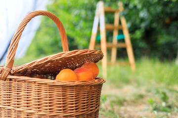 A basket full of freshly picked apricots in an orchard with the help of a ladder