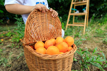 Picking apricots in an orchard with children during summer vacation using a ladder