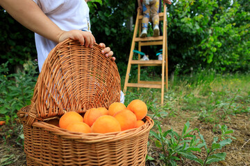 Boy picking a basket full of fresh apricots in an orchard with the help of a ladder