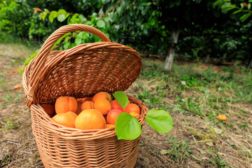 A basket full of freshly picked apricots in an orchard