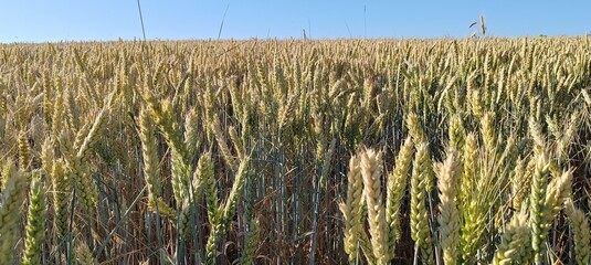 wheat close-up against the sky