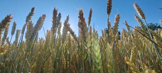 wheat close-up against the sky